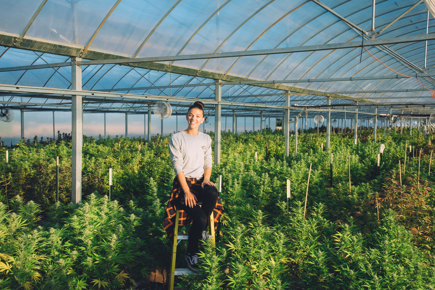 cannabis greenhouse