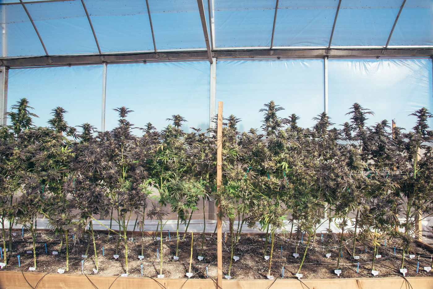 cannabis greenhouse