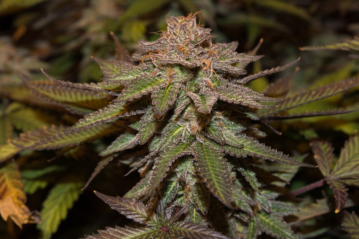 Strain Spotlight: Gorilla Glue Strain