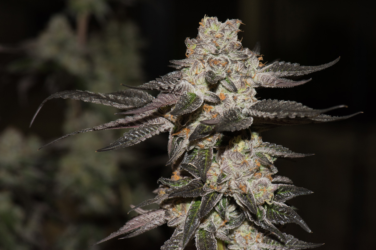 Cookies Strain by Legends — Strain Spotlight — imcannabess