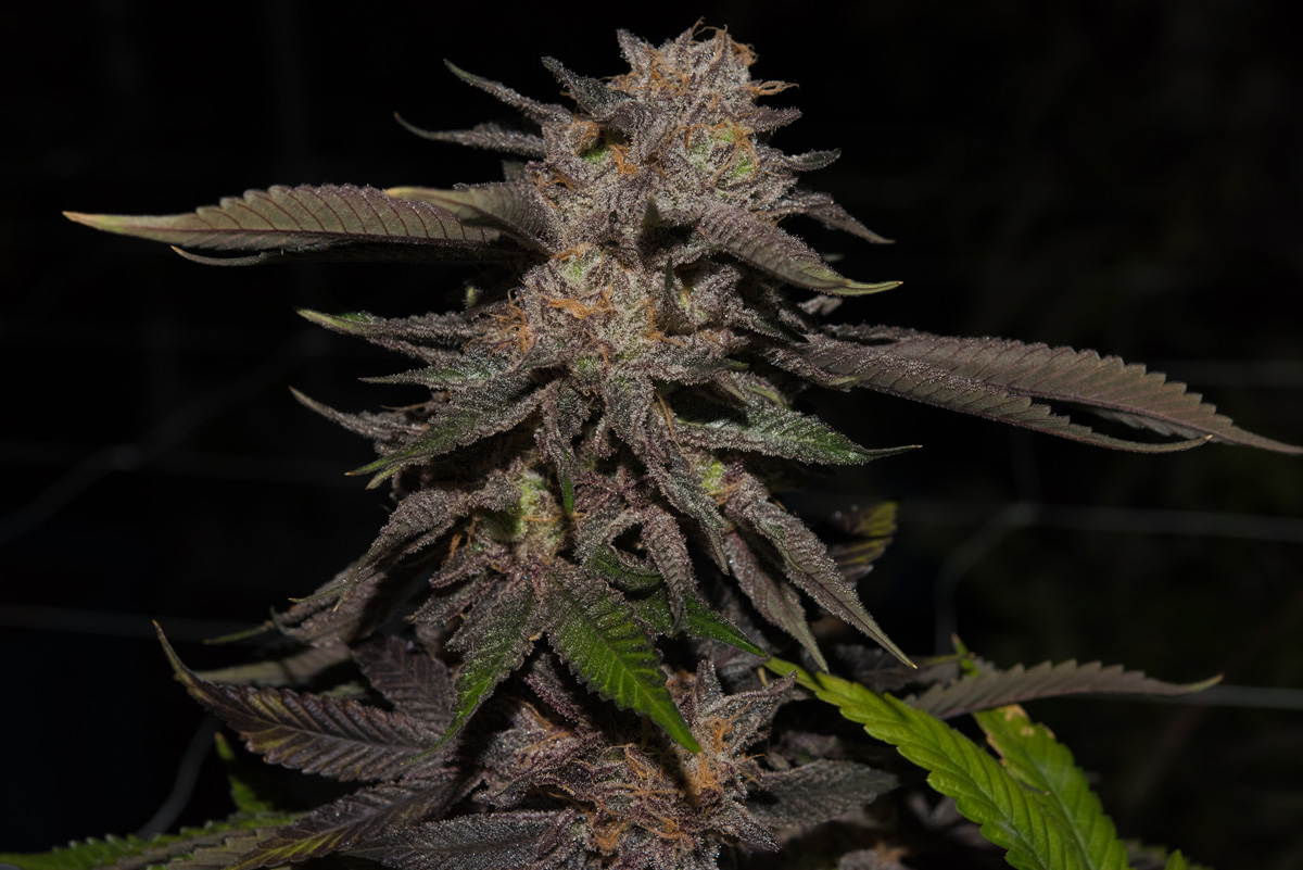 Strain Spotlight: Gorilla Glue