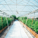 BA botanicals cannabis greenhouse hoops