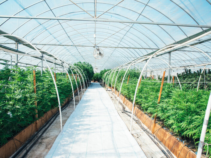 BA botanicals cannabis greenhouse hoops