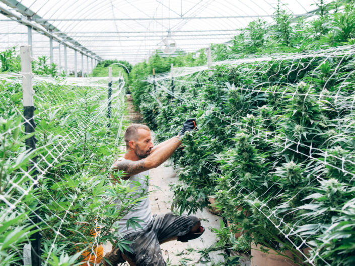 cannabis farm employee