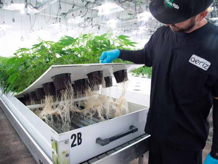Aeriz aeroponic cannabis grow