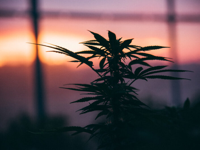 Cannabis sunset