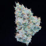 Falcanna orange blossom cannabis photography