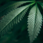 indoor cannabis leaves