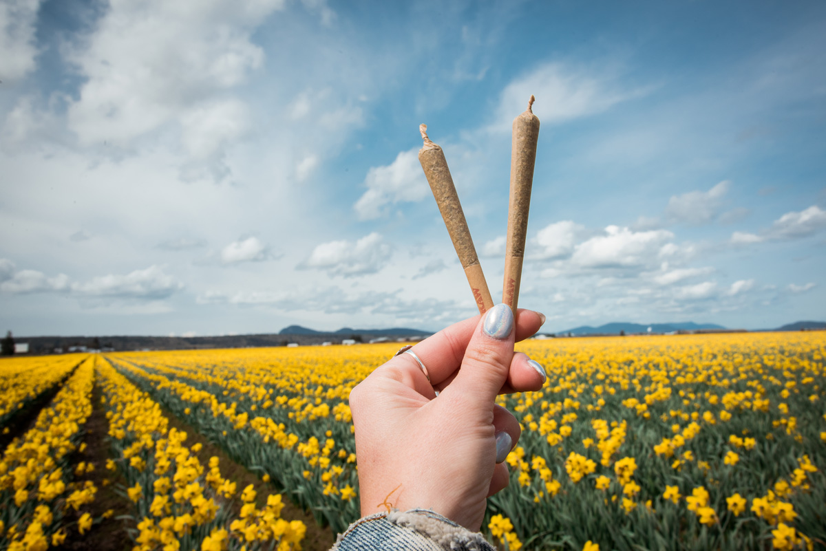 skagit valley tulip fest