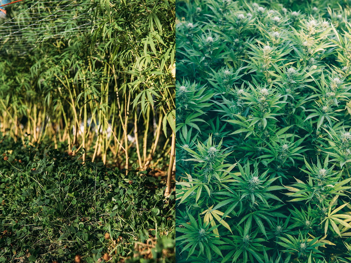 sustainable weed grow