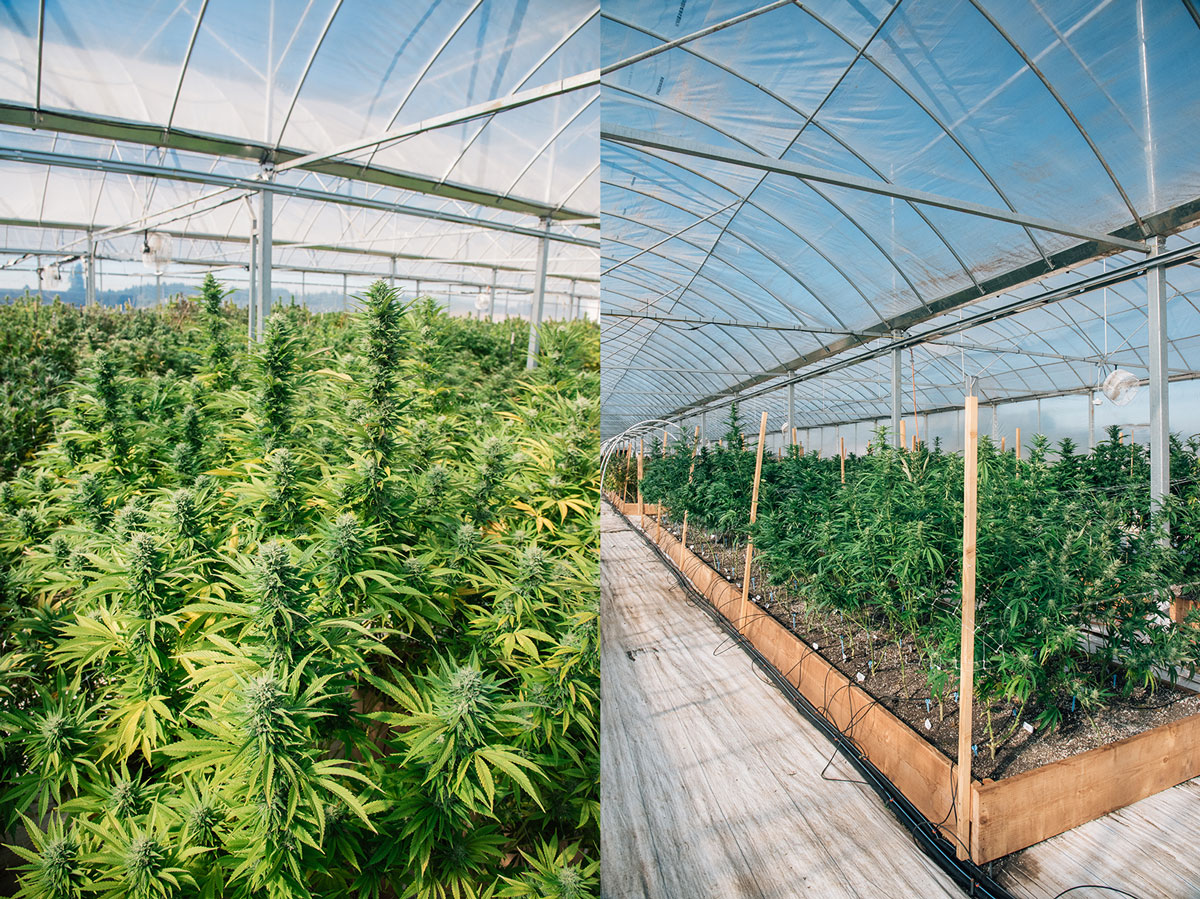 Cannabis Greenhouse Experience at BA Botanicals