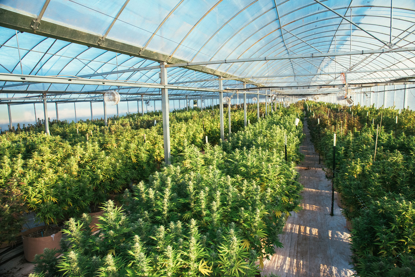 cannabis greenhouse