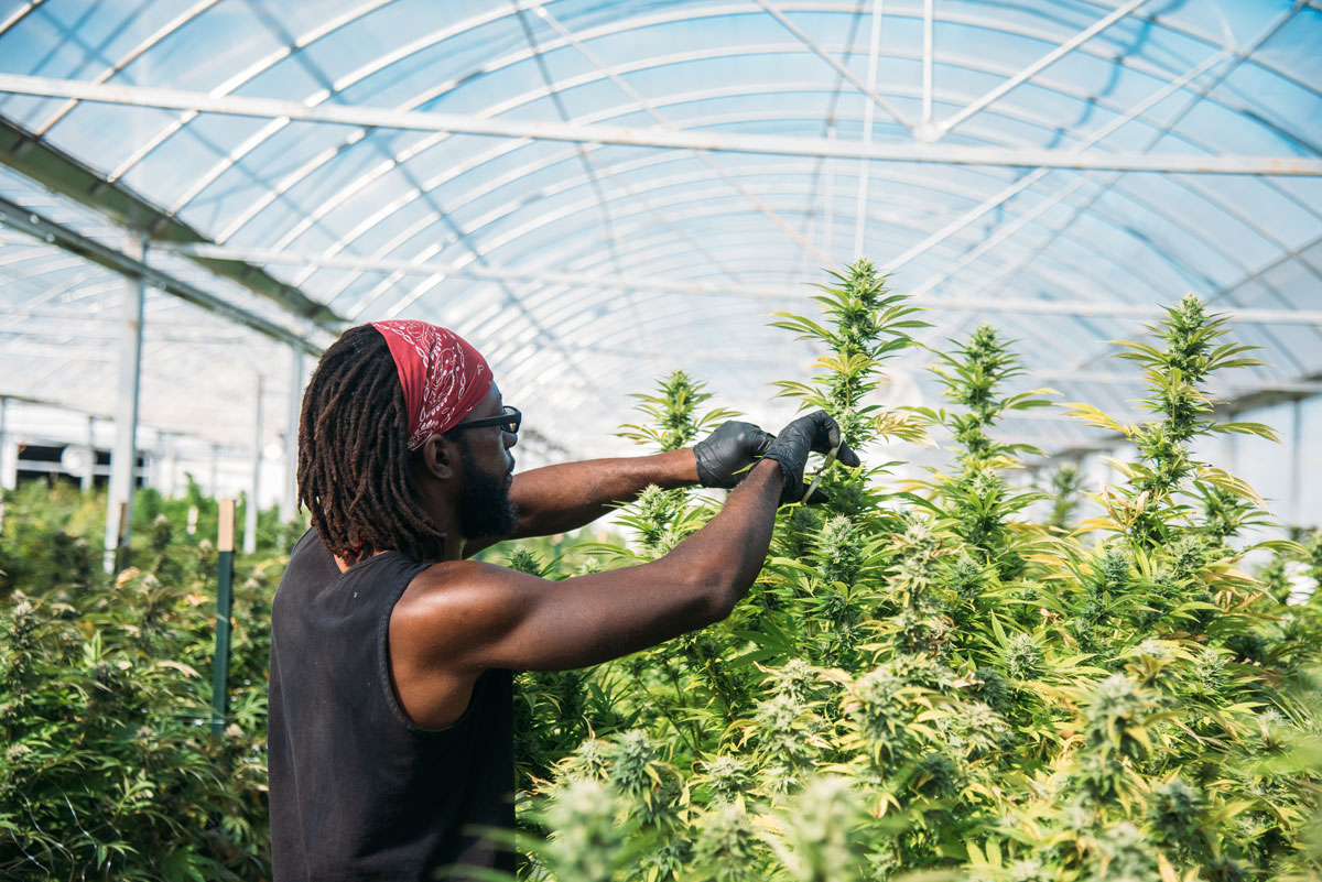 cannabis greenhouse