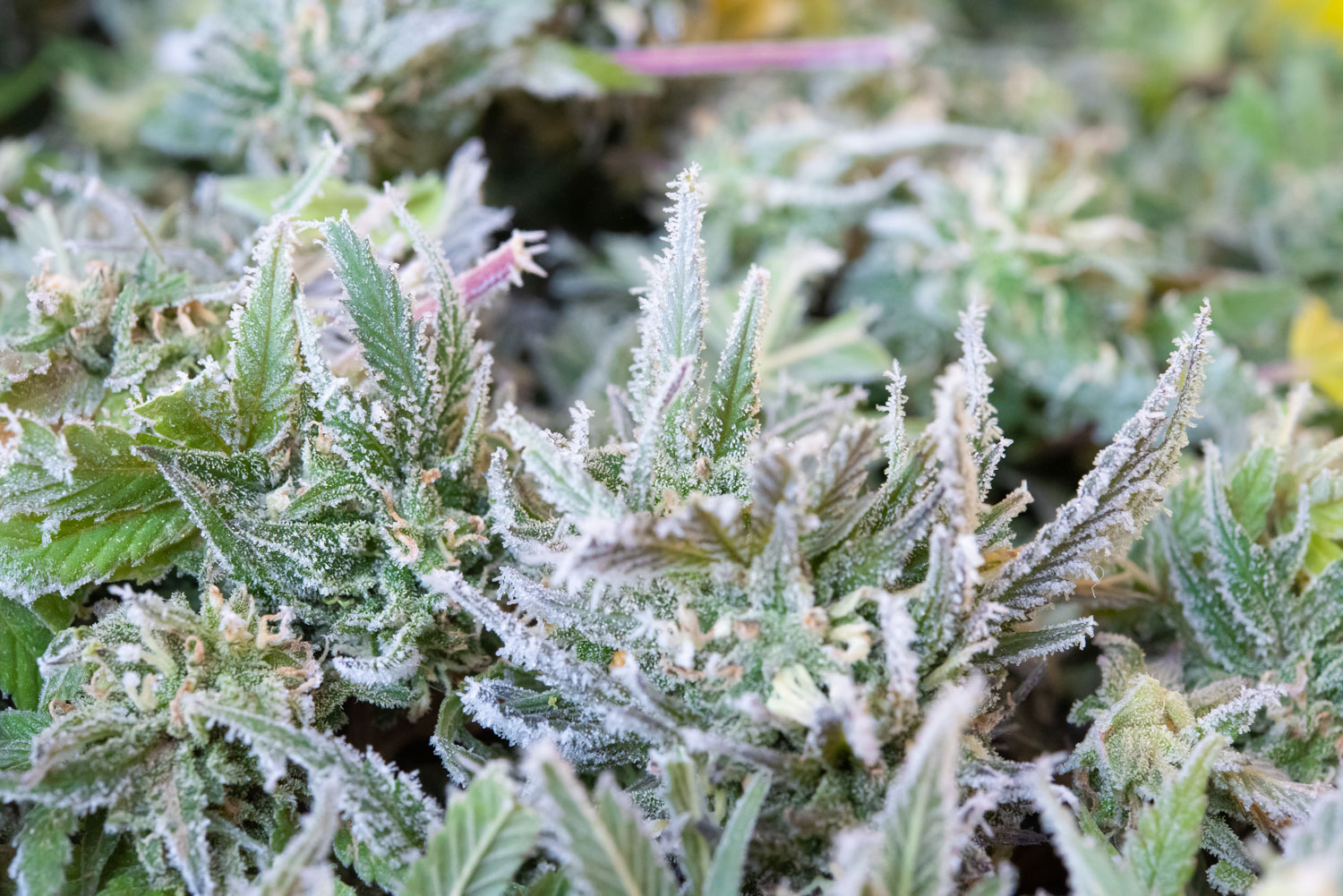 Full Spec fresh frozen cannabis